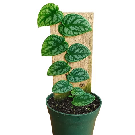 Monstera Dubia Plant Live Plant(Home & Garden) – Hug A Plant