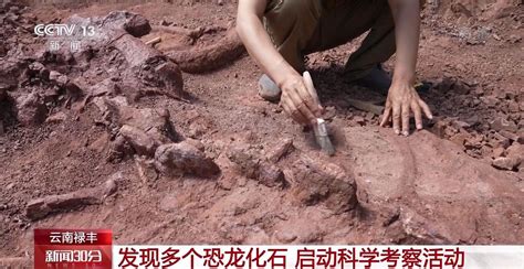 云南省禄丰市发现多个因大雨冲刷显露出的恐龙化石骨架 - 化石网