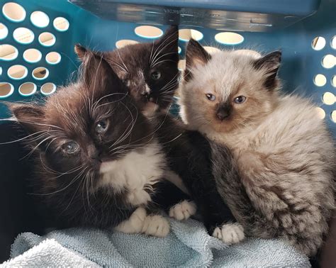 Get Involved — Austin Siamese Rescue