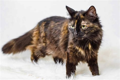 Long Hair Tortoiseshell Cat: Facts, Pictures, Genetics & FAQs