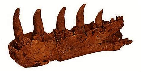 How Do We Know About Dinosaurs?