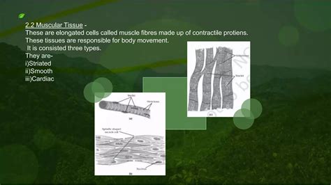 Image result for Flow Chart of Class 9 Science Ch.6 Tissue