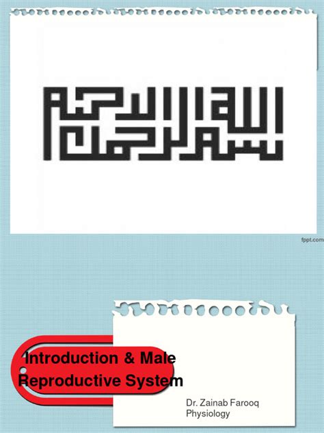 Image result for Male Reproduction System Textbook