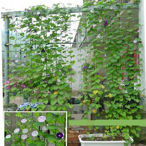 Flower Vine Plants Garden Green Trellis Netting Me... – Vicedeal