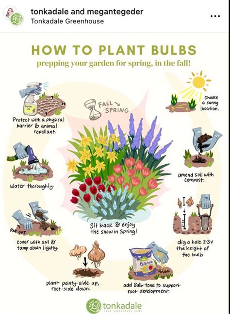 Spring Bulb Planting Guide 的图像结果