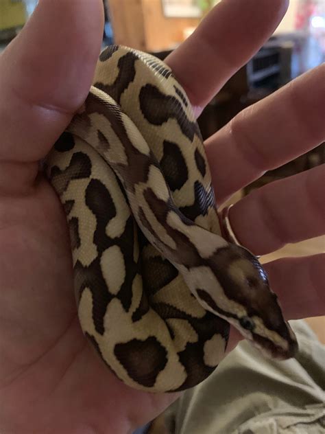 Image result for Green Ball Python