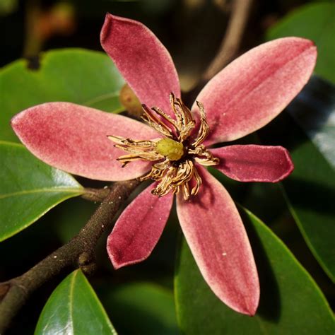 Magnolia X Figo Stellar Ruby Banana Shrub | SiteOne
