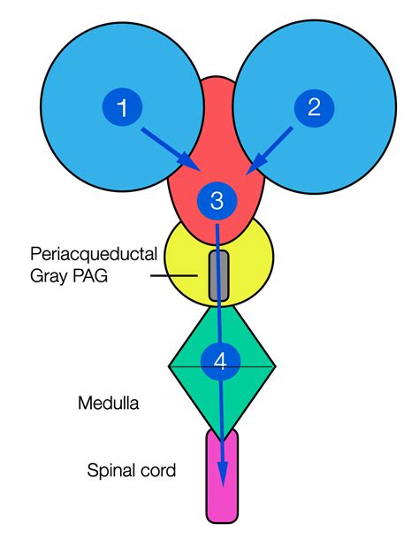 Dorsal Vagal Shutdown — Polyvagal Pro