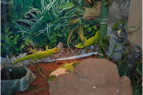 Terrarien Kleinanzeigen