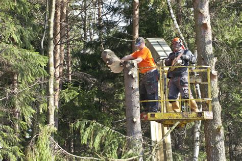 Tree Felling Methods 的图像结果