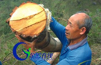 村委会同意“间伐”，村民却认为木材老板乱砍滥伐——300村民的“森林保卫战”_新闻中心_新浪网