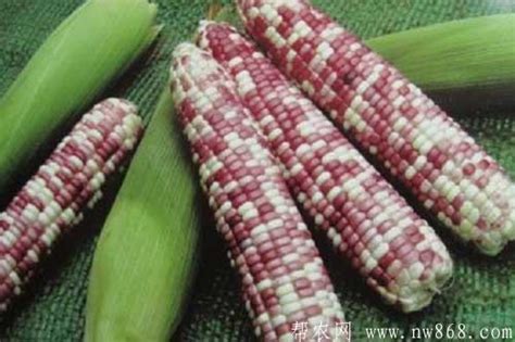 强硕68玉米种子特性，附简介 强硕68玉米品种介绍_中国历史网