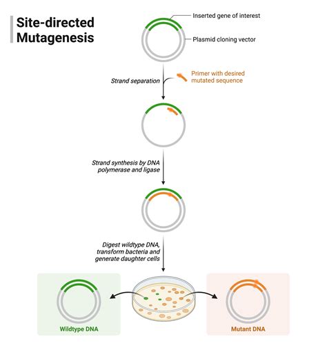 Site-directed Mutagenesis | BioRender Science Templates