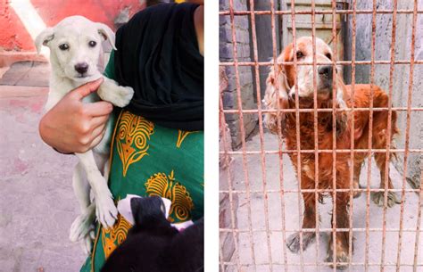 Sanjay Gandhi Animal Care Centre | LBB