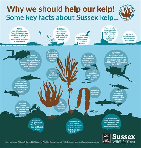 Kelp Forest Ecosystem