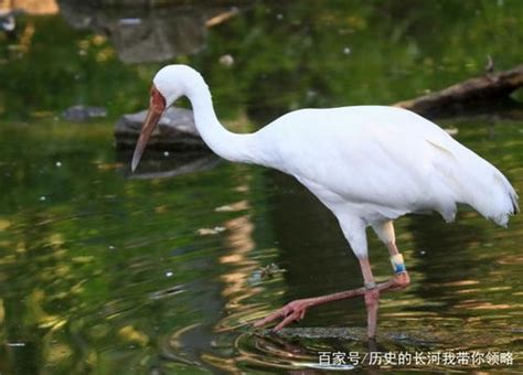 白鹤的争斗|文章|中国国家地理网