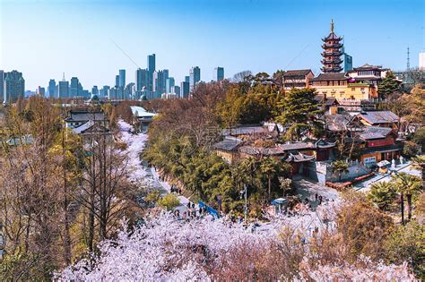 南京樱花什么时候开，南京最佳赏樱时间，南京什么时候赏樱花最合适