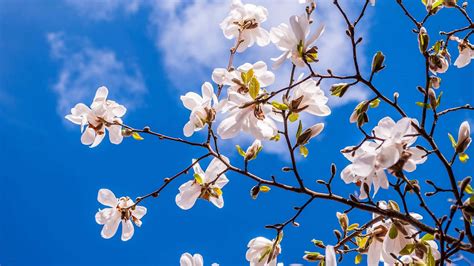Download Spring Magnolia Flowers And Blue Sky Wallpaper | Wallpapers.com
