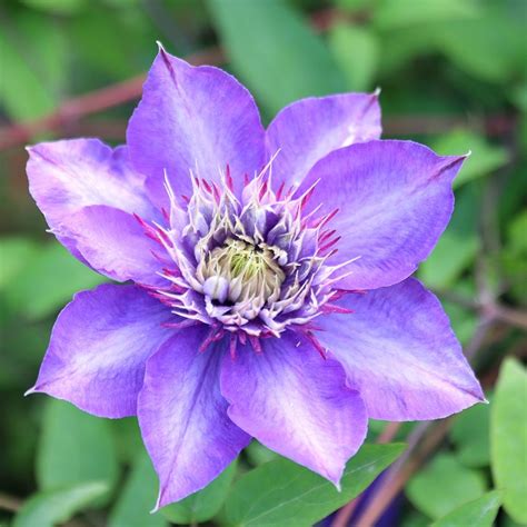 Buy early large flowered clematis (group 2) Clematis 'Multi Blue ...