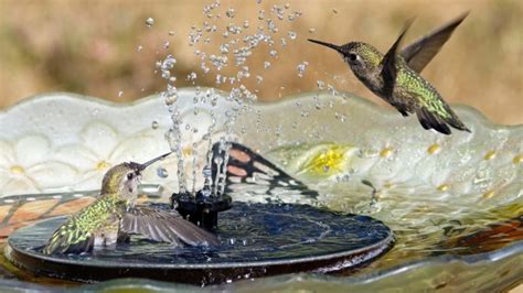 Attract More Hummingbirds with These 5 Bird Bath Tips