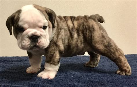 What Is A Brindle Bulldog