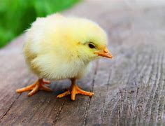Image result for Bunny and Chick