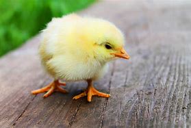 Image result for Easter Chicken Cute