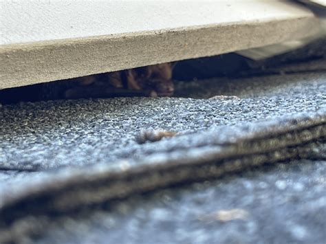 Attic Pest Control 的图像结果