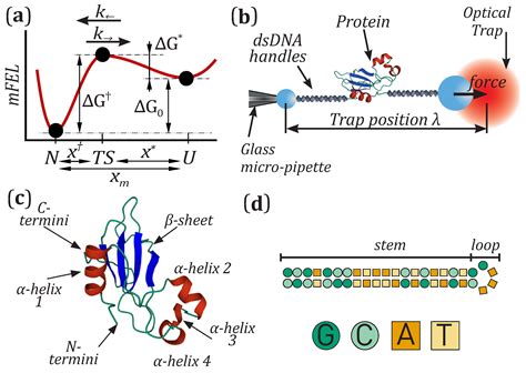 Force Dependence of Proteins’ Transition State Position and the Bell ...