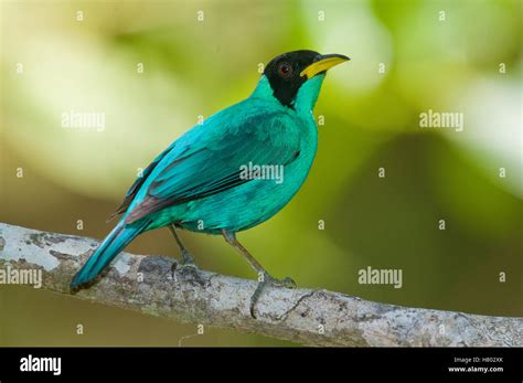 Image result for How to Work Add Function in Sets Python