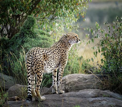 Leopard Gecko Patterns 的图像结果