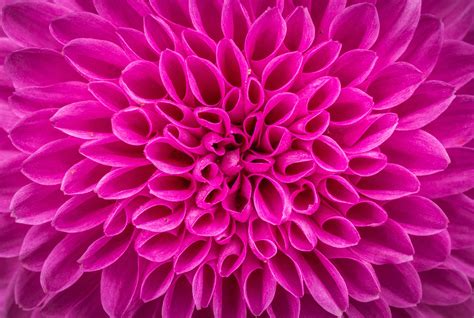 Free Images : nature, texture, flower, purple, petal, pattern, autumn ...