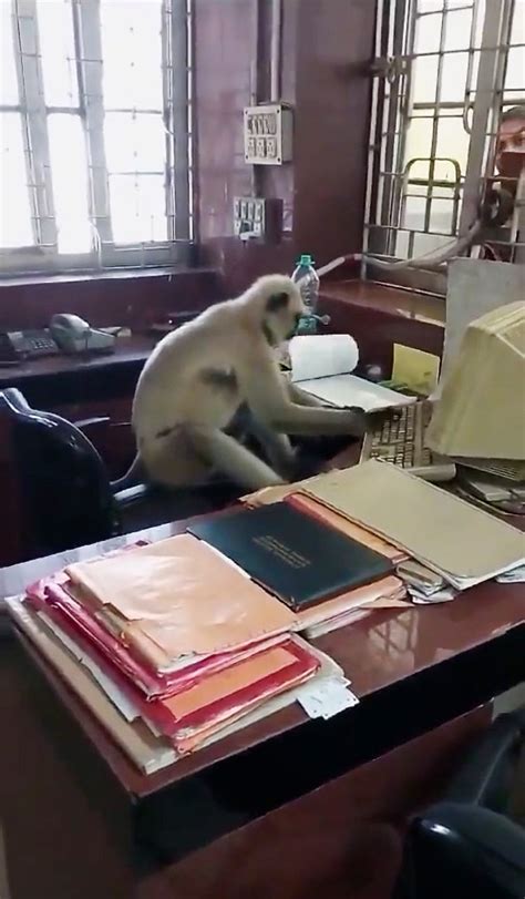 Image result for Monkey Computer. Real