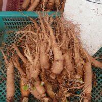 Ginseng (Panax ginseng) seeds