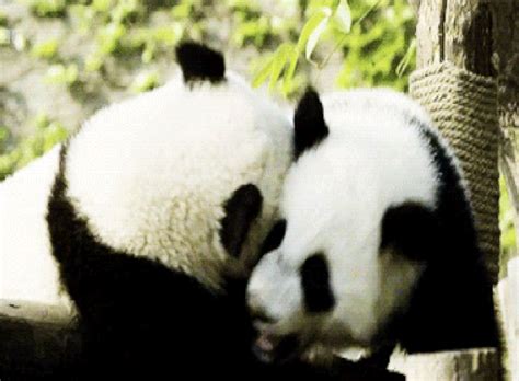 Image result for Pandas Library Python Application