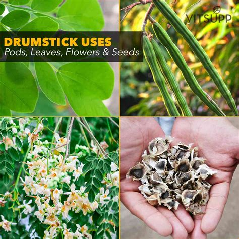 Drumstick Leaves, Flowers & Seeds Health Benefits and Side Effects