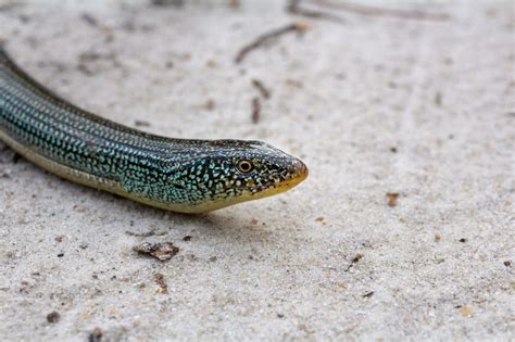 Eastern Glass Lizard – Reptiles and Amphibians of Mississippi