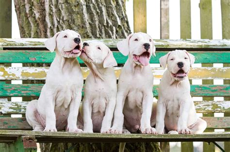 How Much Does a Dogo Argentino Cost? (2026 Updated)