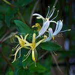 Flower Astrology Signs – May Flower