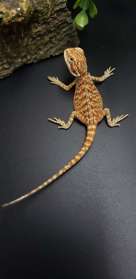 Bearded Dragon Orange Color