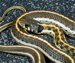 Image result for A Snake Using a Computer