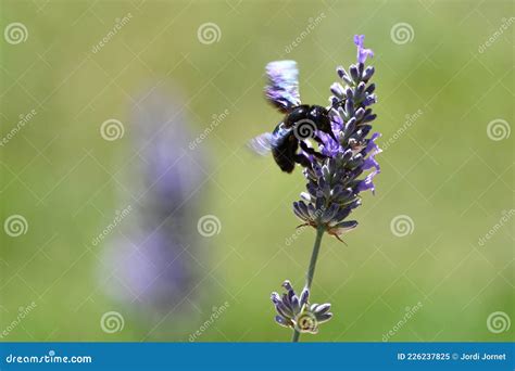 Xylocopa Violacea, the Violet Carpenter Bee. Stock Image - Image of european, violacea: 226237825