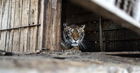 #TrainTigers - FOUR PAWS International - Animal Welfare Organisation