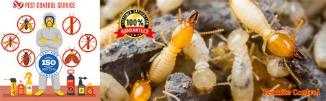 Best Pest Control Services Hyderabad - 999 Pest Control Services | Call ...