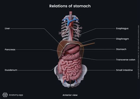 Stomach Lining Anatomy