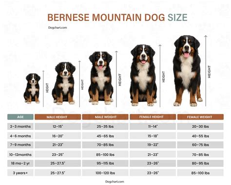 Bernese Mountain Dog Size Chart – Height & Weight by Age