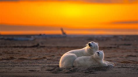 Do Polar Bears Hibernate? Don’t Sleep on This Answer!