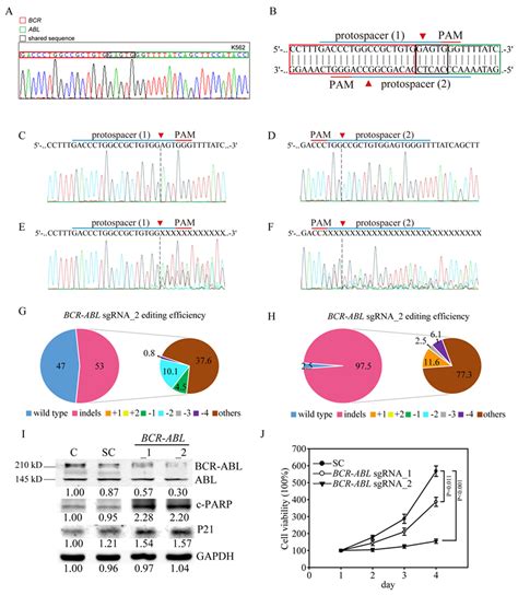 ABL Genomic Editing Sufficiently Abolishes Oncogenesis of Human Chronic ...