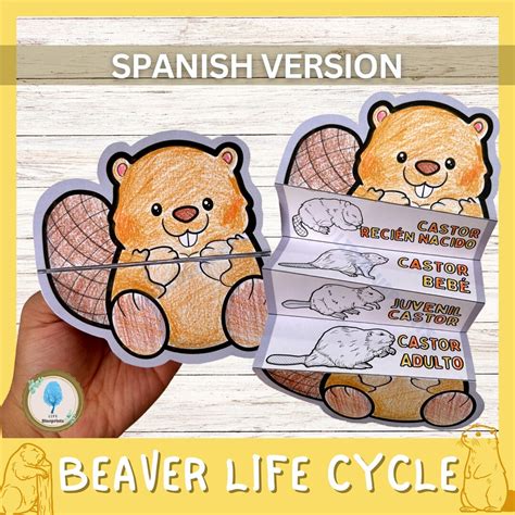 SPANISH Foldable Beaver Life Cycle Learning Activity for Kids | Digital ...