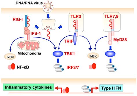 Baculovirus as a Tool for Gene Delivery and Gene Therapy